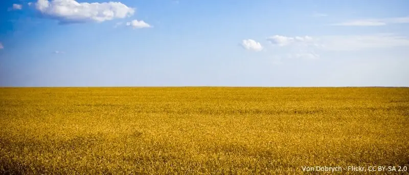 Ukrainische Kornfelder.